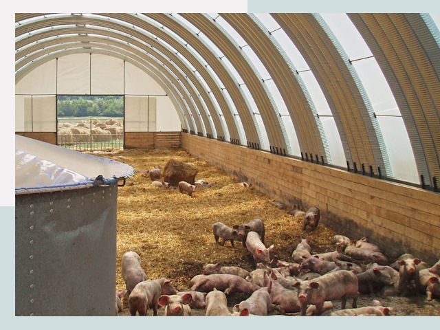 Строительство свинарников в Лесне