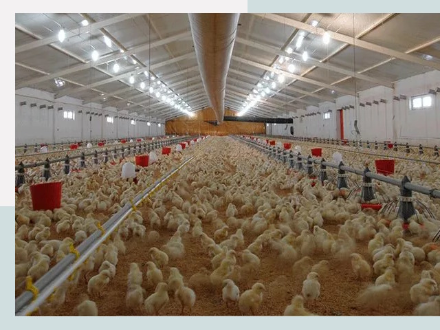 Проектирование птичников в Лесне от 51975 р. | СтальСтрой-Лсн